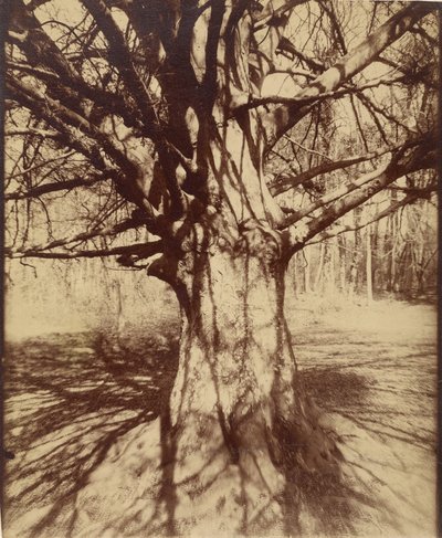Albero (Garche) Faggio da Eugène Atget