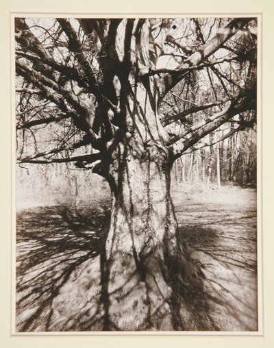 Faggio da Eugène Atget