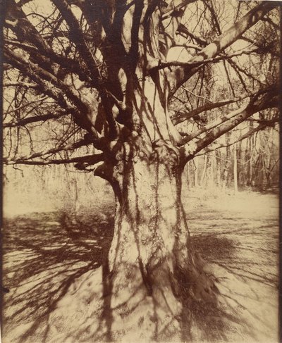 Faggio da Eugène Atget