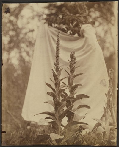 Bouillon Blanc (pianta di verbasco) da Eugène Atget