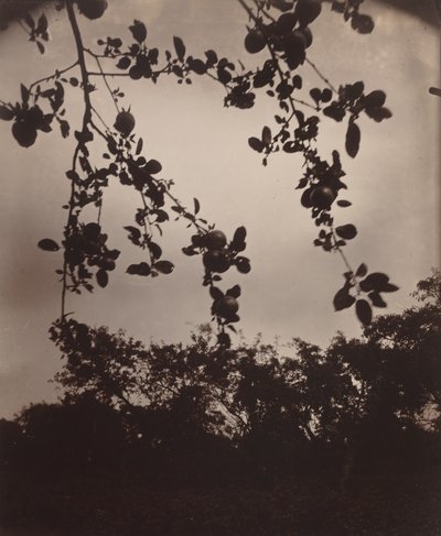 Ramo di melo da Eugène Atget