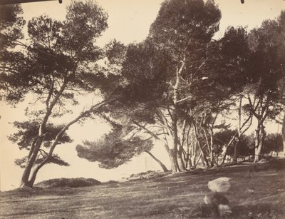 Cannes, Ile Saint Honorat da Eugène Atget