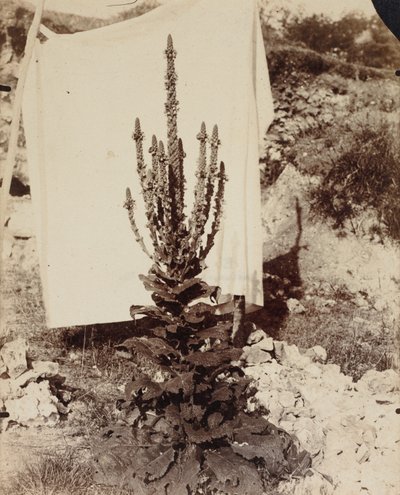 Verbasco in fiore da Eugène Atget