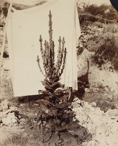 Verbasco in fiore, c. 1897-1899 da Eugène Atget