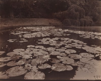 Ninfee (Bagatelle) da Eugène Atget