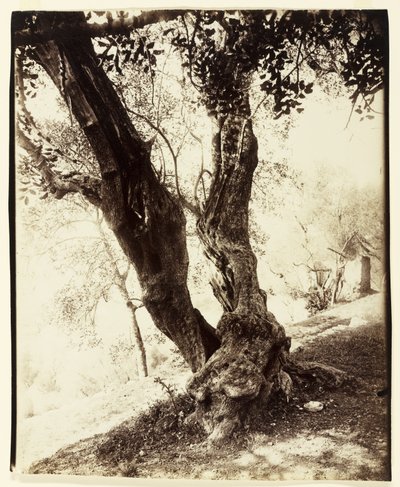 Olivier, Nizza, c.1900 da Eugène Atget