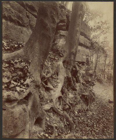 Parco di Saint-Cloud da Eugène Atget