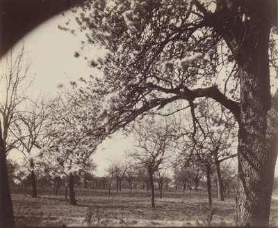 Poirier da Eugène Atget
