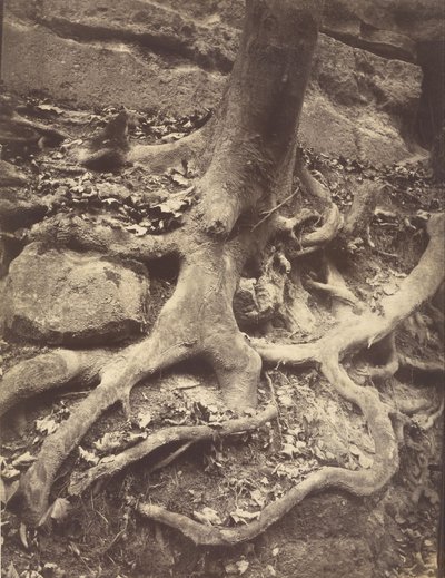 Radici degli alberi, Saint-Cloud da Eugène Atget
