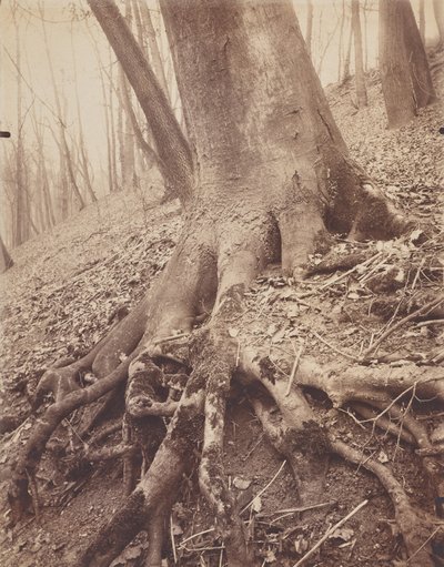 Alberi e radici da Eugène Atget
