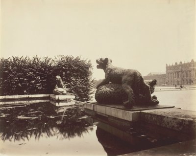 Versailles, Fontaine du Point du Jour, Tigre che abbatte un orso di Houzeau, 1903 da Eugène Atget