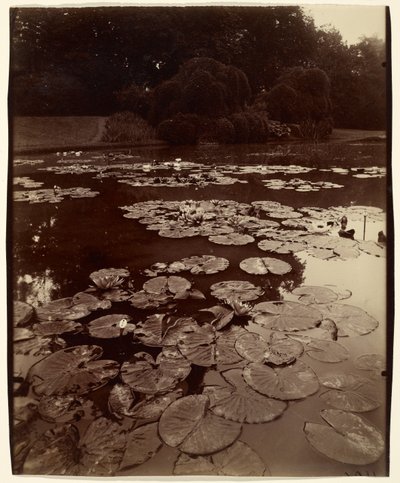 [Ninfee] da Eugène Atget