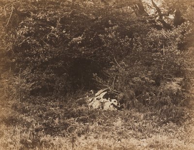 Una roccia nella foresta da Eugène Cuvelier