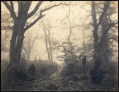 Fontainebleau. Foresta a Barbizon da Eugène Cuvelier