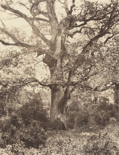 Près du Bodmer da Eugène Cuvelier