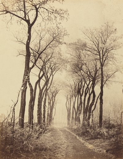Strada e alberi con brina da Eugène Cuvelier