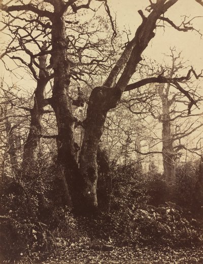Studio di alberi, Fontainebleau da Eugène Cuvelier