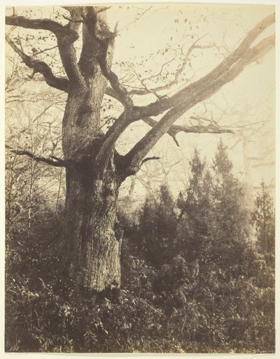 Senza titolo [albero] da Eugène Cuvelier