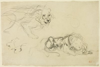 Studi di leoni da Eugène Delacroix