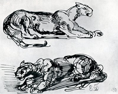 Studi di pantere, 1913 da Ferdinand Victor Eugene Delacroix