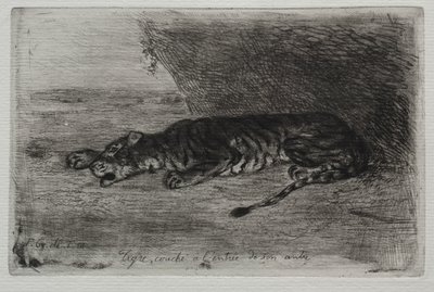 Tigre che dorme all