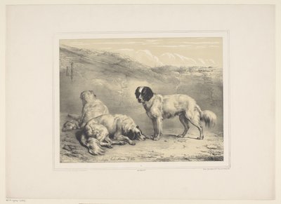 Tre cani (Diverse animali domestici) (Treize sujets d