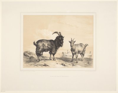 Due capre (Diverse dieren, Études d