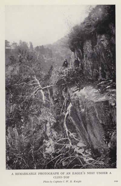 Una fotografia notevole di un nido d
