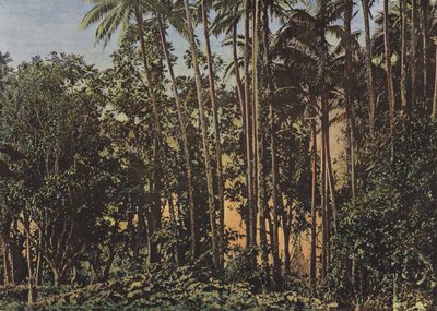 Foresta di cocotiers da European Photographer