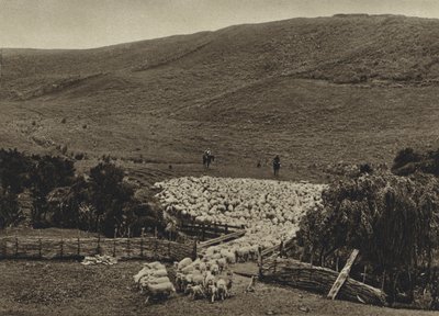 Nuova Zelanda, Guidando le Pecore da European Photographer