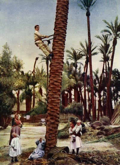 Palmeti di Elche (foto) da European Photographer