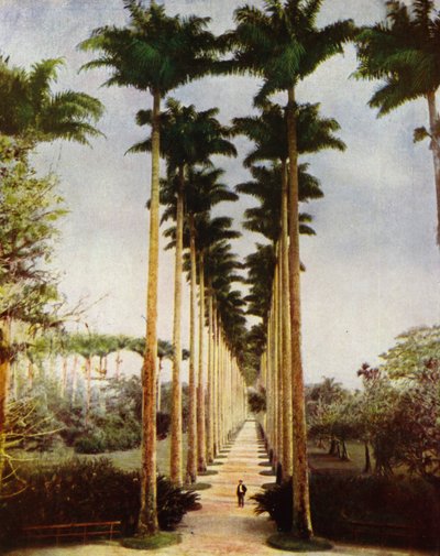 Rio de Janeiro, la famosa via delle palme (foto) da European Photographer