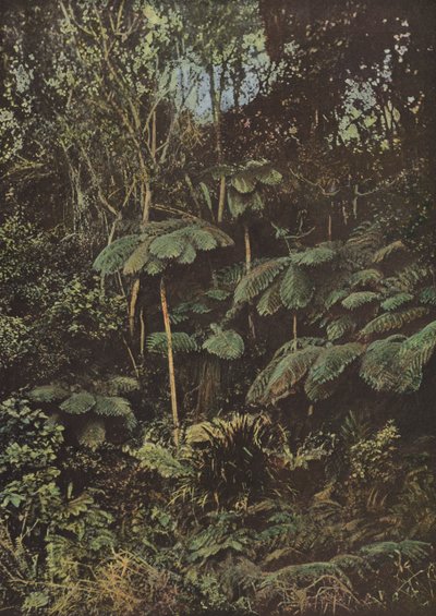 Vegetazione, felci arboree da European Photographer