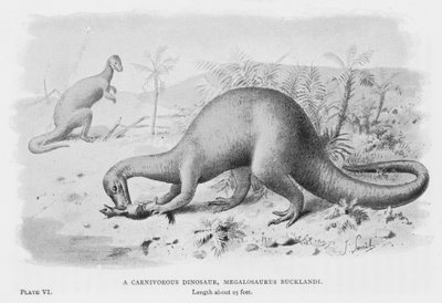 Un dinosauro carnivoro, Megalosaurus Bucklandi (litografia) da European School