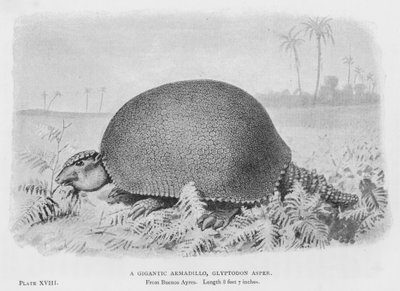 Un gigantesco armadillo, Glyptodon Asper da European School