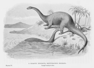 Un gigantesco dinosauro, Brontosaurus Excelsus da European School