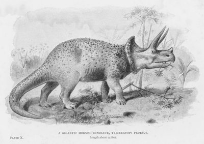 Un Gigantesco Dinosauro Cornuto, Triceratops Prorsus (litografia) da European School