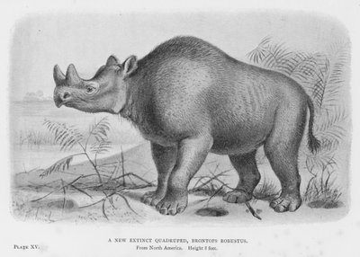 Un nuovo quadrupede estinto, Brontops Robustus da European School