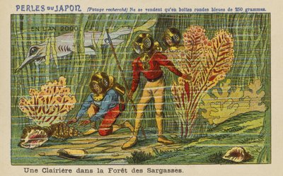 Una radura nella Foresta del Sargasso nell