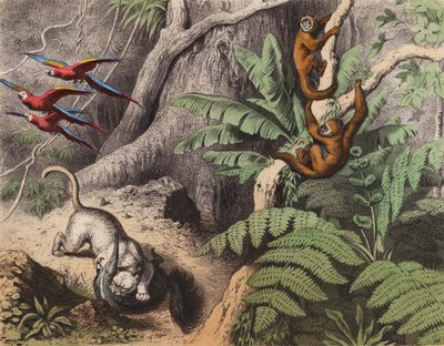 Una foresta in Brasile da European School