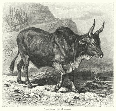 Un sanga-ox, Bos africanus (incisione) da European School