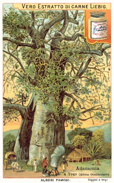 Albero di Adansonia in Togo da European School