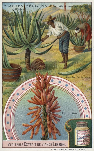 Aloe: raccolta della linfa da European School