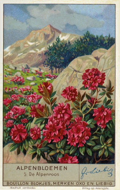 Alpenrose (Rhododendron ferrugineum) (cromolito) da European School