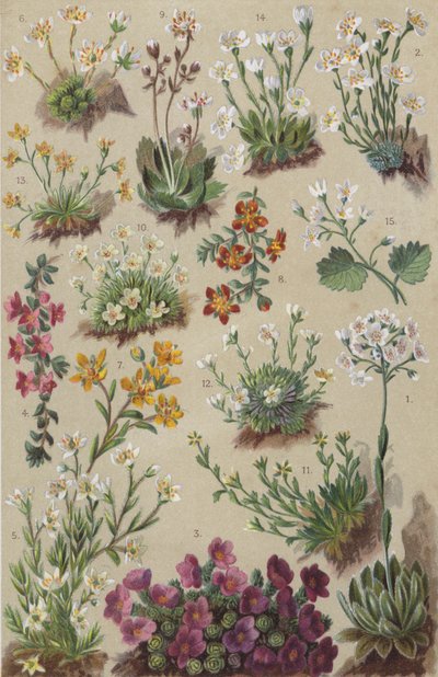 Flora alpina da European School