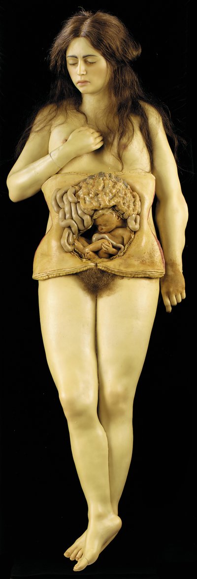 Modello Anatomico di una Gravidanza Ovarica da European School