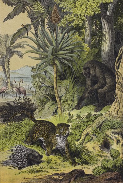 Animali e piante della Guinea Equatoriale da European School