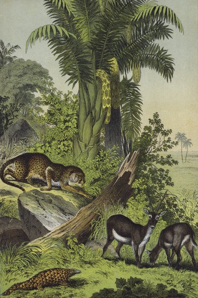 Animali e piante dell