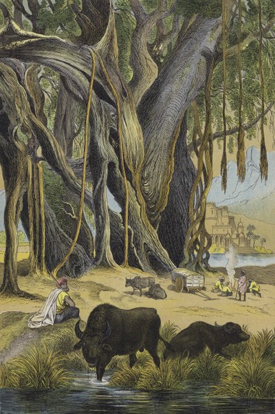 Animali e piante dell