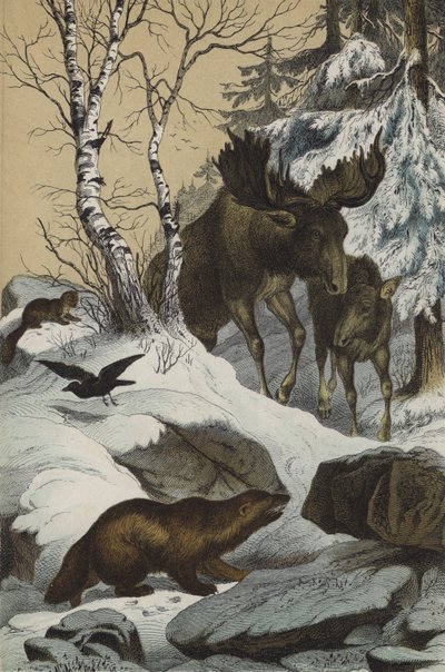 Animali e piante della Lapponia da European School